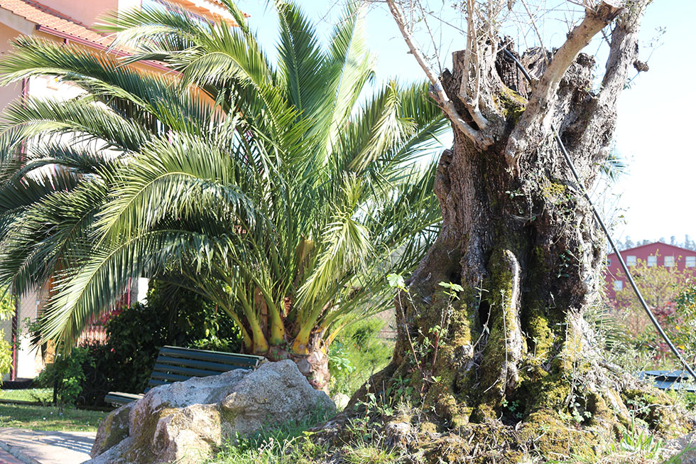 Jardín palmera